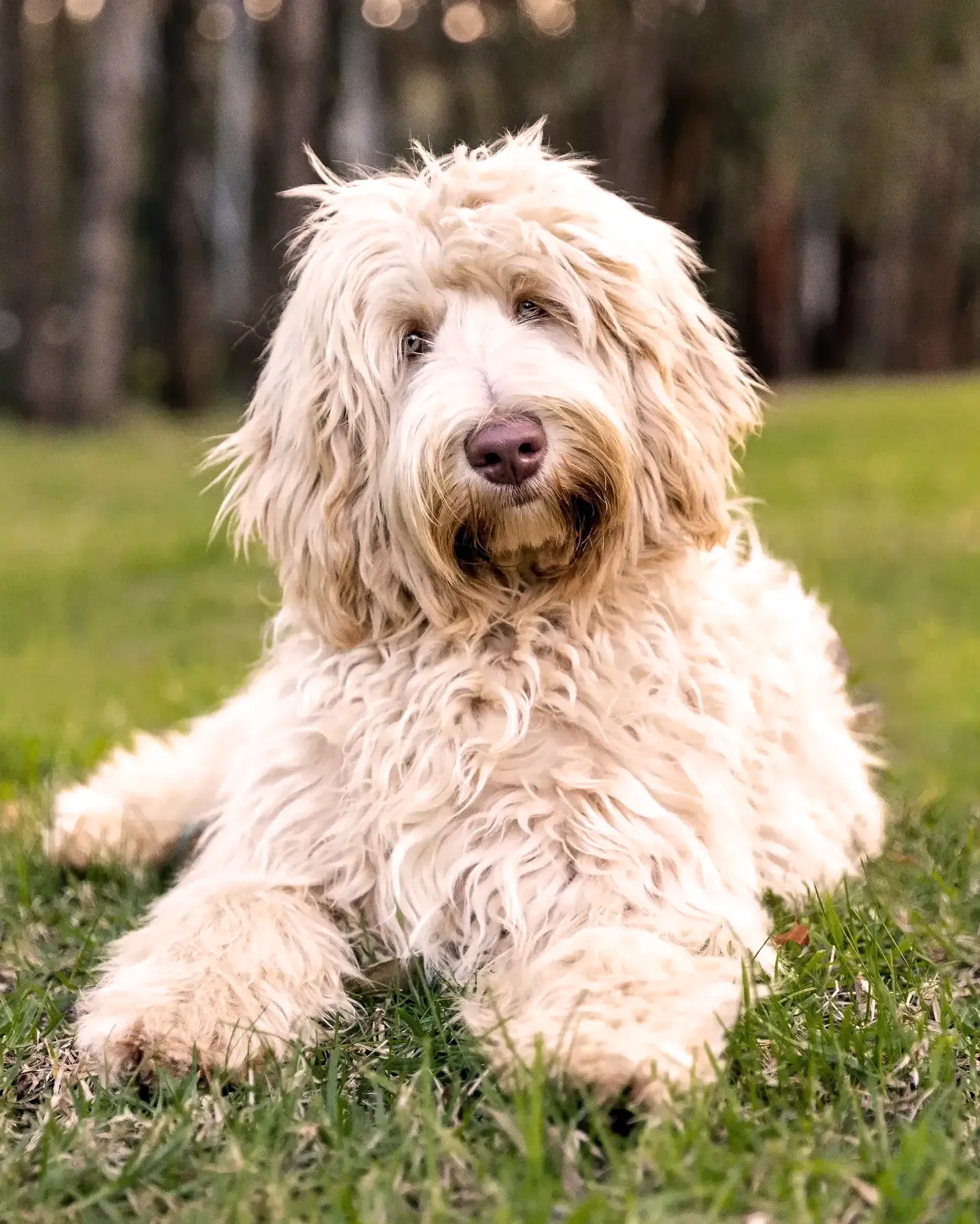 Portrait of Caddi